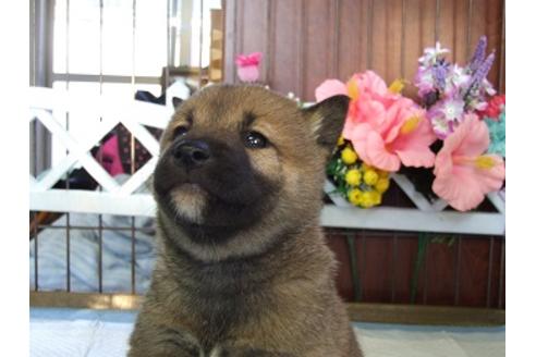 成約済の三重県の柴犬-43876の3枚目